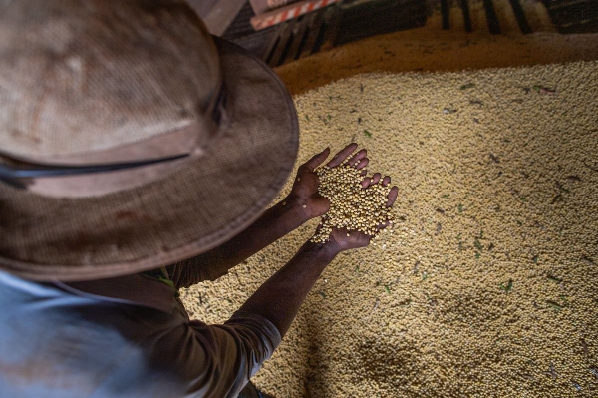 Soja representa 63% do total das exportações goianas em março. Foto: CNA