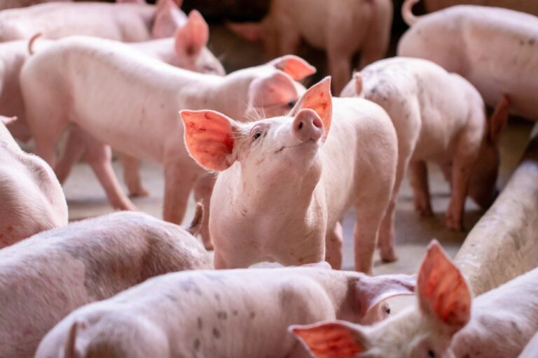 Suinocultores têm maior poder de compra do farelo de soja desde 2020