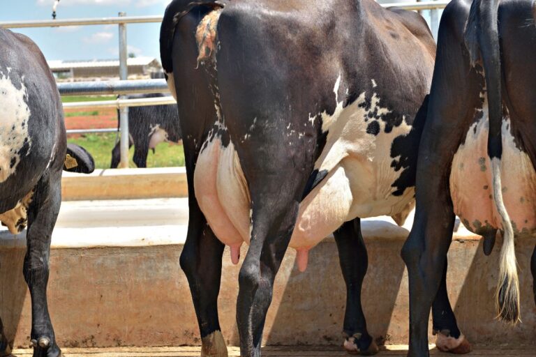 Colômbia restringe carne dos EUA por causa de gripe aviária em vacas leiteiras
