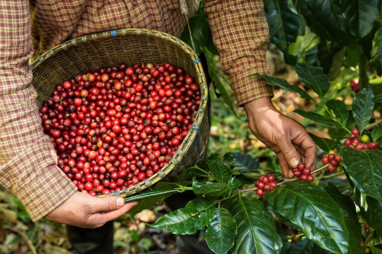 Alta do dólar e aperto mundial de oferta favorecem café do Brasil