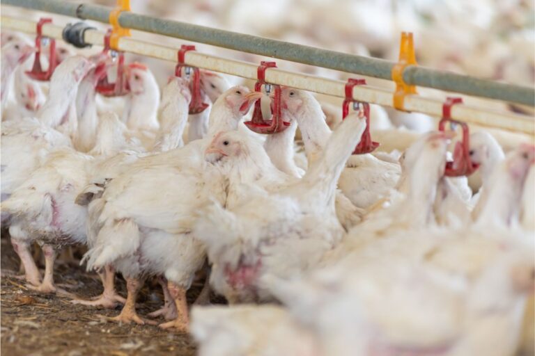 Agricultura prorroga estado de emergência zoossanitária para gripe aviária