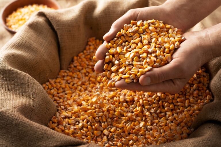 Milho: preço sobe 1,6% no acumulado de maio com afastamento de produtores do mercado