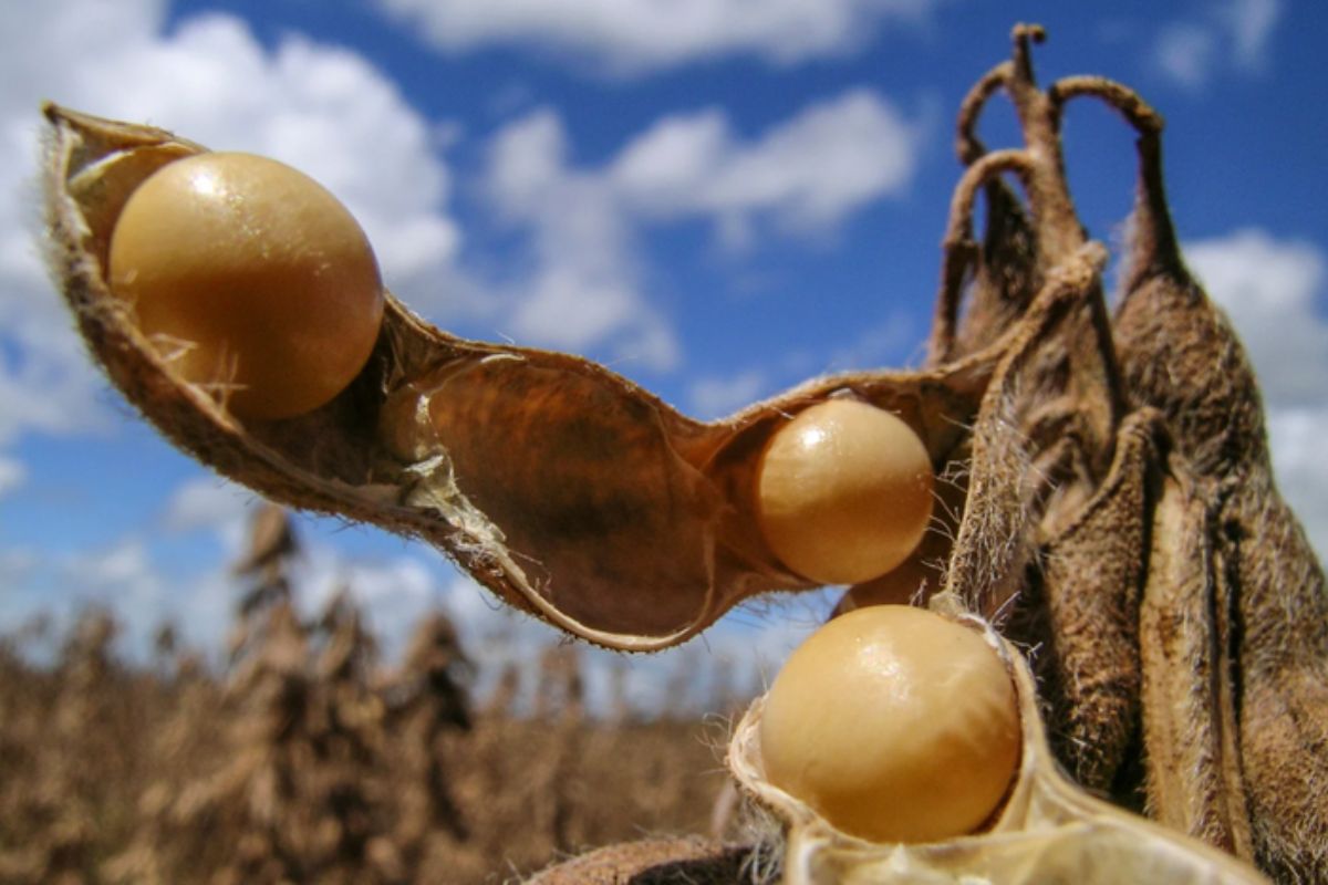 Fonte: Ministério da Agricultura/Divulgação