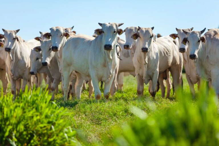 RO: compra de animais representa 51,6% do custo ao pecuarista, aponta pesquisa 
