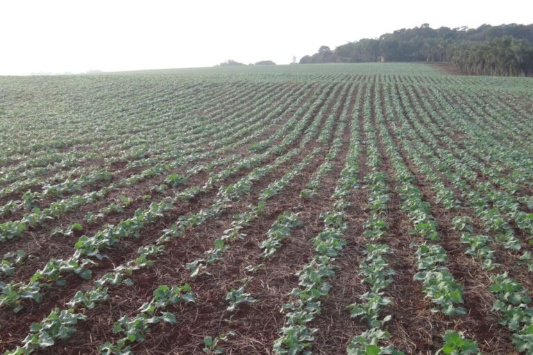 Agricultura regenerativa e plantio direto são soluções para recuperação do solo no RS, apontam especialistas
