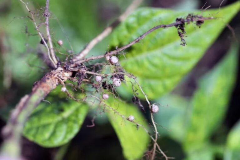 Soja: nova tecnologia promete controlar nematoides e reduzir perdas bilionárias