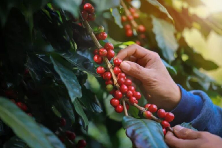 Clima seco no Vietnã evita queda no preço do café no Brasil