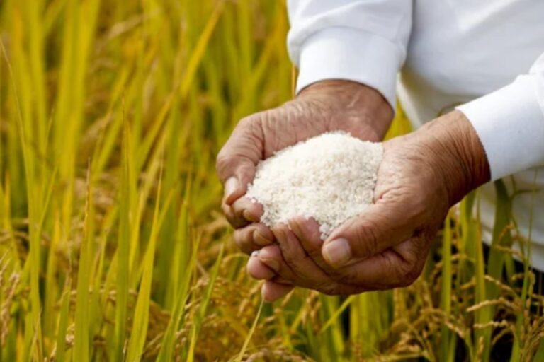 Arroz: RS segue no radar do mercado, enquanto medidas do governo levam incerteza aos agentes