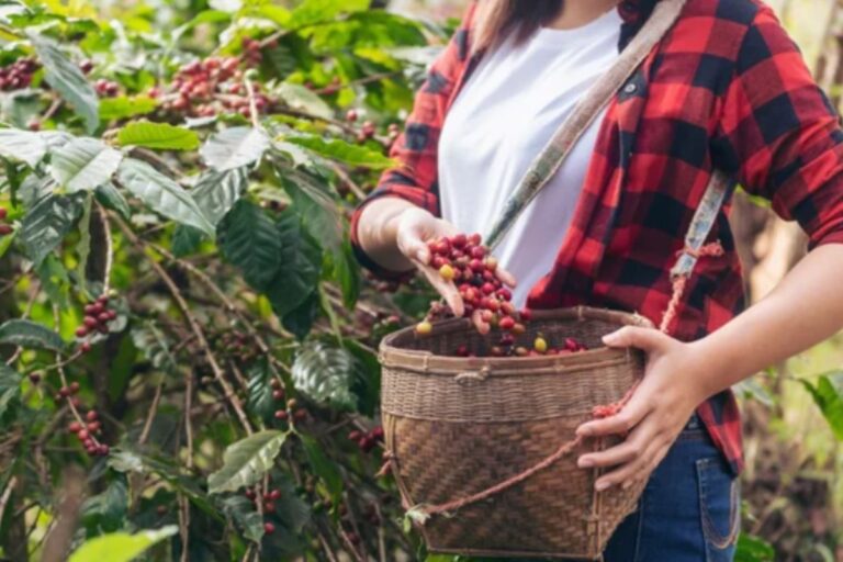 Produção de café sustentável no ES reduz mais de 8 toneladas de emissão de CO2 por ano