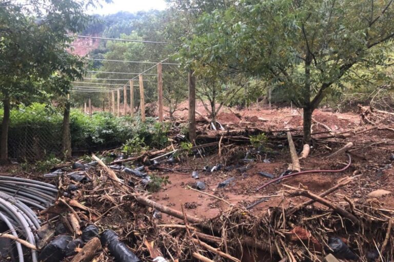 IBPecan solicita mais de 262 milhões de socorro aos produtores do RS
