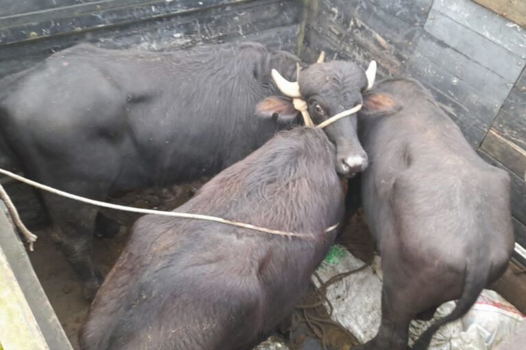 Enchentes no RS: 280 búfalos podem ter se perdido, estima Ascribu