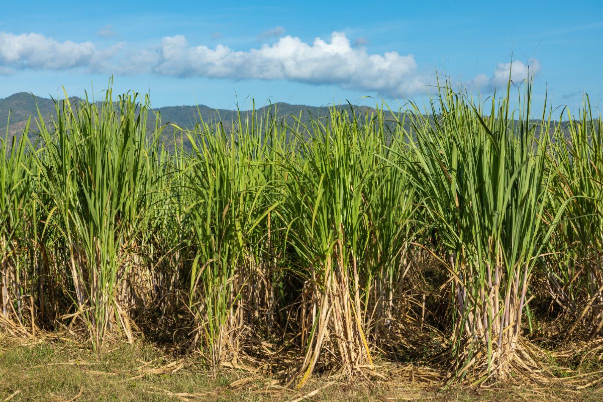 Foto: Adobe Stock