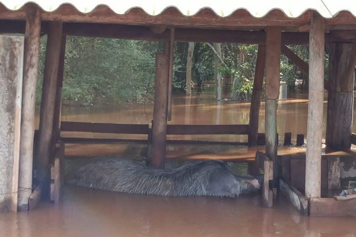Do telhado da casa de dois andares, agricultor familiar registrou inundação que devastou a propriedade em Cruzeiro do Sul. Foto: Mauro Soares/Arquivo Pessoal
