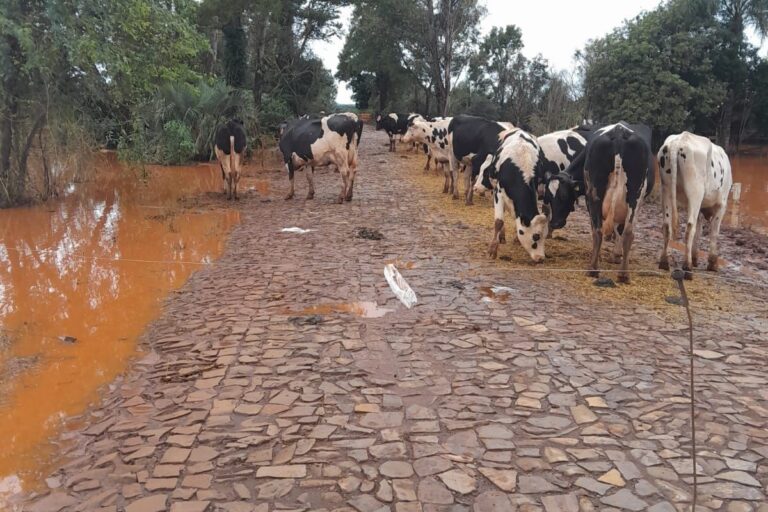 Produção de leite reduz no RS: “As vacas comem o que tem, não o que precisam”