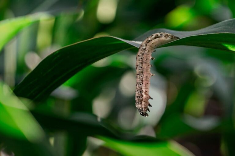 Lagarta-do-cartucho: biodefensivo com baculovírus ajuda no controle e promete eficácia de 80%