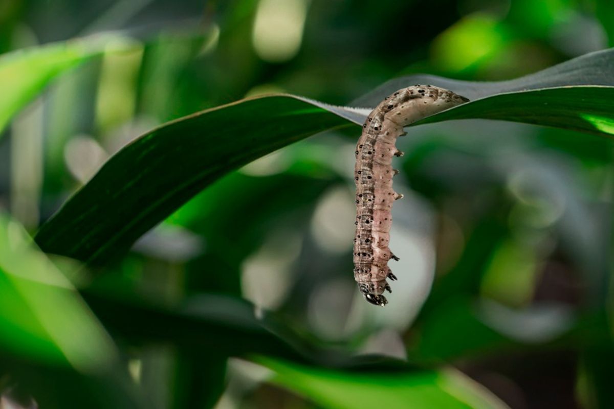 Foto: Gabriel Nunes/Life Biological Control