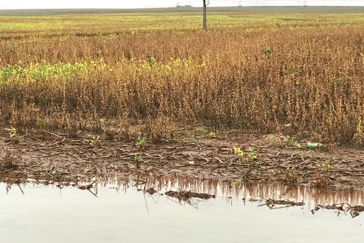 Lavoura de soja em São Borja (RS). Foto: Neimar Peroni, extensionista da Emater/RS-Ascar