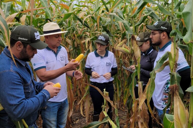Milho: com quebra no Paraná e Mato Grosso do Sul, segunda safra deve cair 10,5%  