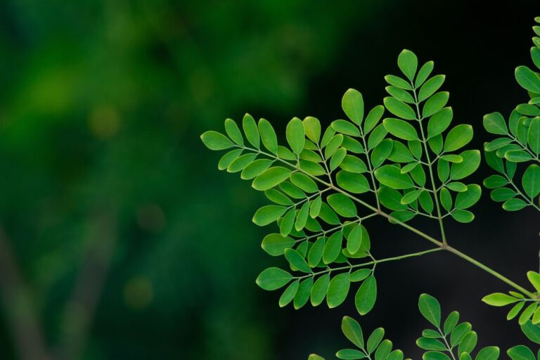 Moringa: nutrição poderosa para os animais e aumento de lucros