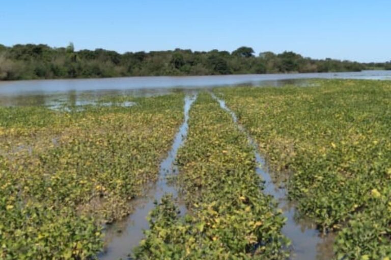 Agricultor do RS perde lavoura quatro vezes seguidas: “primeiro a seca, agora a chuva”