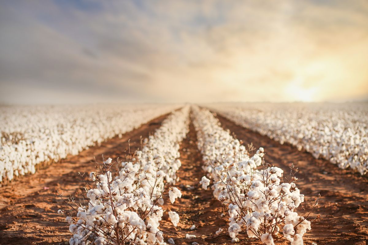 Foto: Adobe Stock