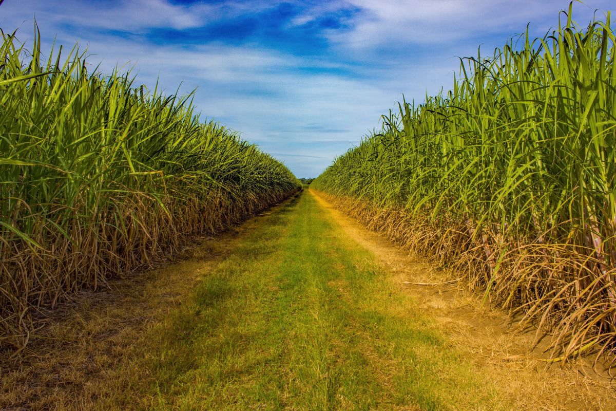 Foto: Adobe Stock