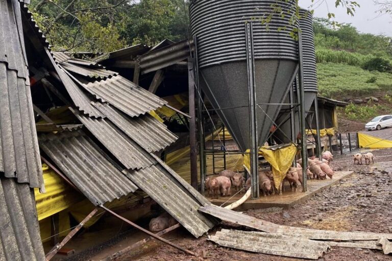 Acsurs estima perda de R$ 40 mi no RS com morte de suínos e danos a propriedades