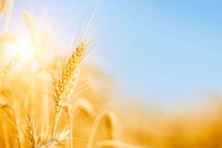 Deral revisa para baixo previsão para área plantada com trigo em 2023/24 no PR