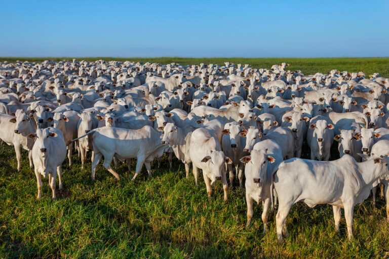 Alesp aprova fundo indenizatório contra febre aftosa