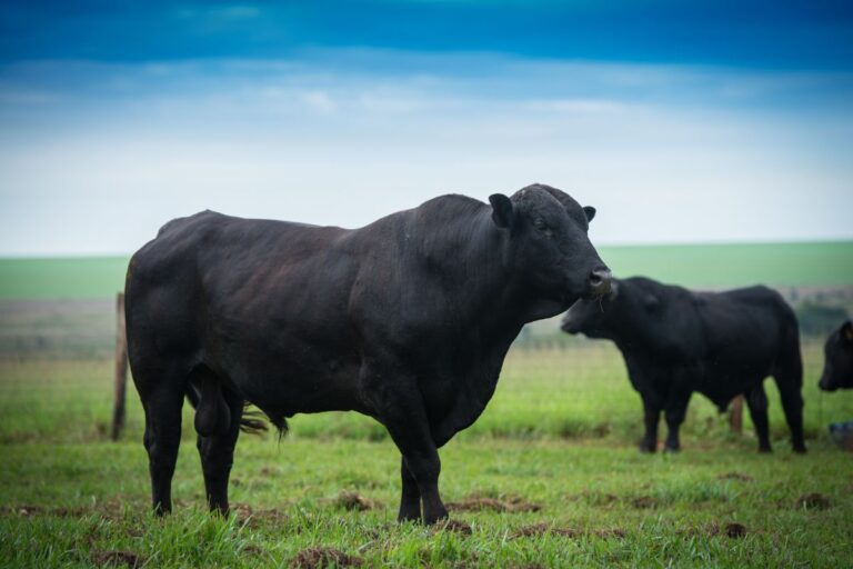 Criadores de Angus preparam leilão solidário para ajudar o Rio Grande do Sul