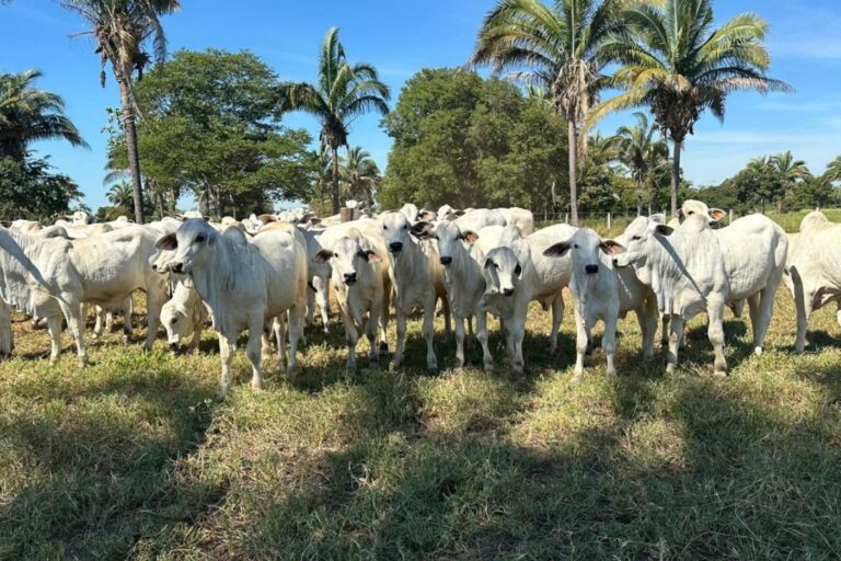Ciclo pecuário do Nelore: produção brasileira de alta qualidade 