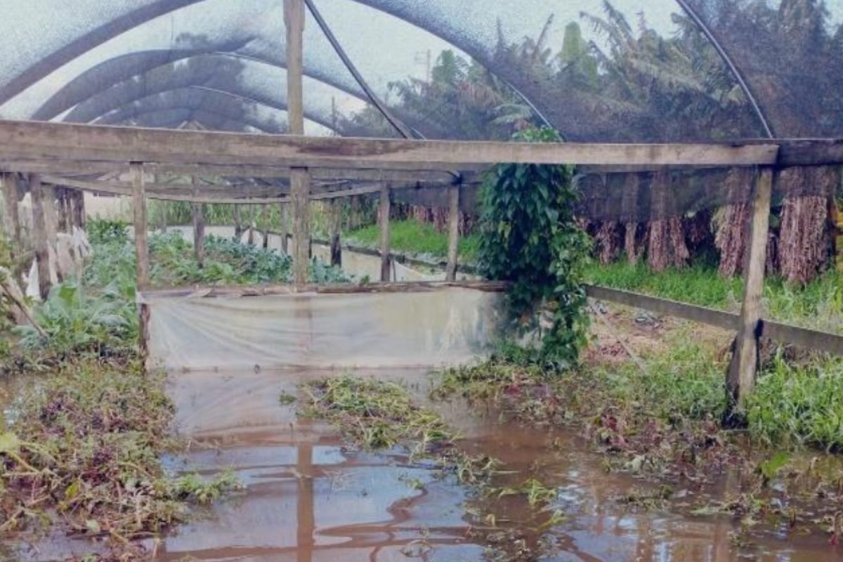 Produção em estufa perdida em Nova Santa Maria (RS) | Foto: Emater-RS/Divulgação