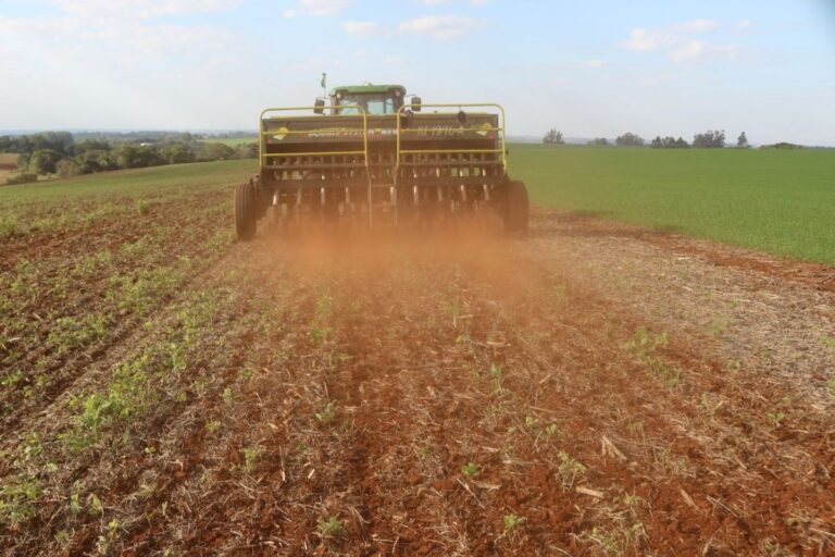 Trigo: produção no RS crescerá 55,2%, mesmo com redução de 12% na área