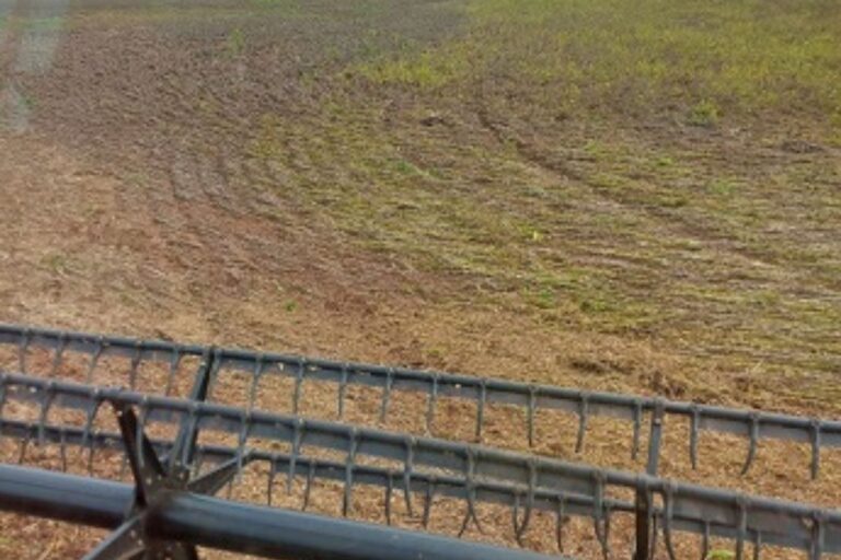 Perdas de produtividade marcam reta final da colheita no RS