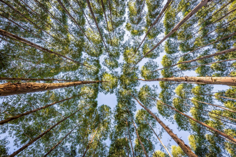 Sancionada lei que libera setor florestal de fazer licenciamento ambiental