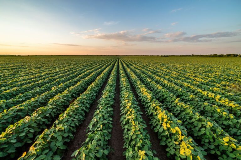 Plantio da safra de soja 2024/25 atinge 80% da área estimada, aponta AgRural