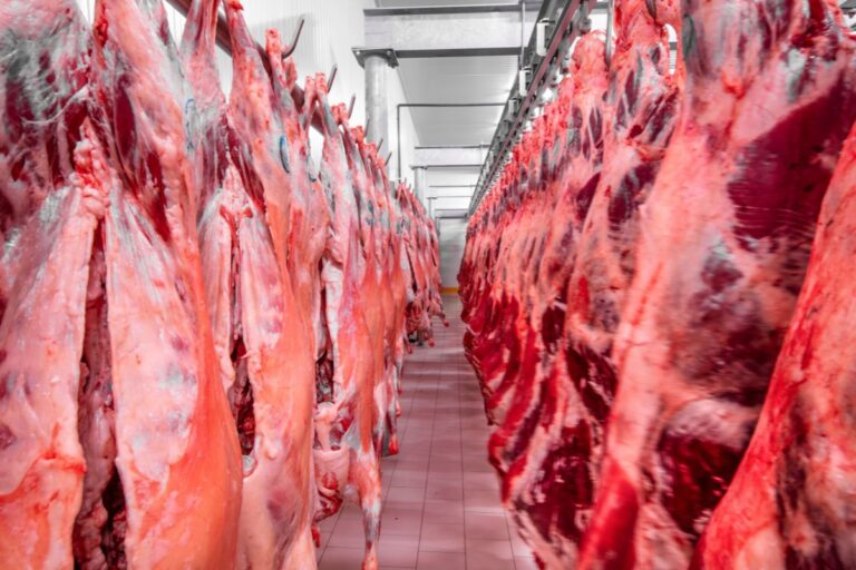 IBGE: abate de bovino, frango e suínos sobe no 4º tri de 2024 ante 4º tri de 2023