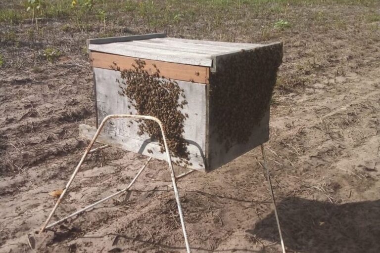 Agricultor diversifica produção com criação de abelhas, mas deriva de defensivos ameaça