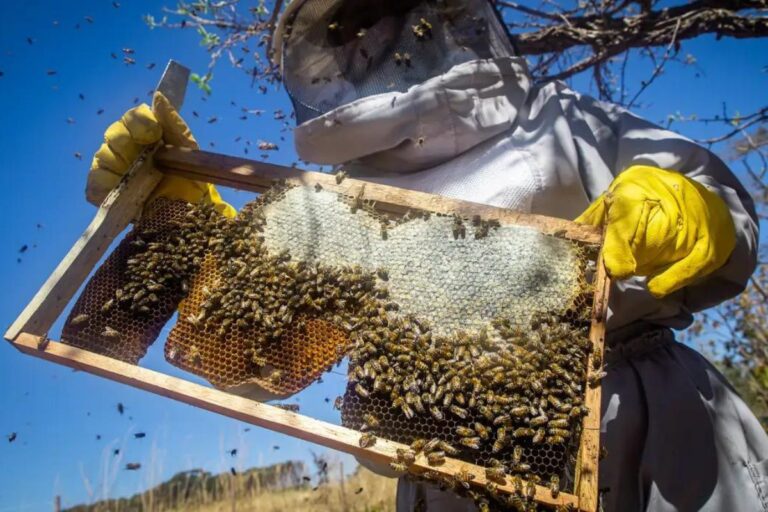 Rio Grande do Sul perdeu quase 17 mil colmeias de abelhas com enchentes