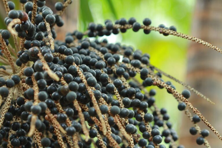 Açaí: Pará investe em ações para driblar a sazonalidade da produção