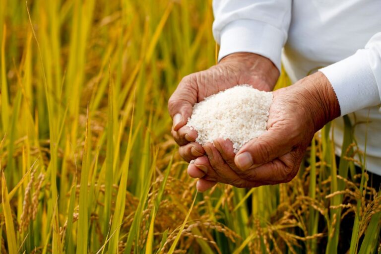 Arroz: estoques maiores afastam incertezas sobre abastecimento