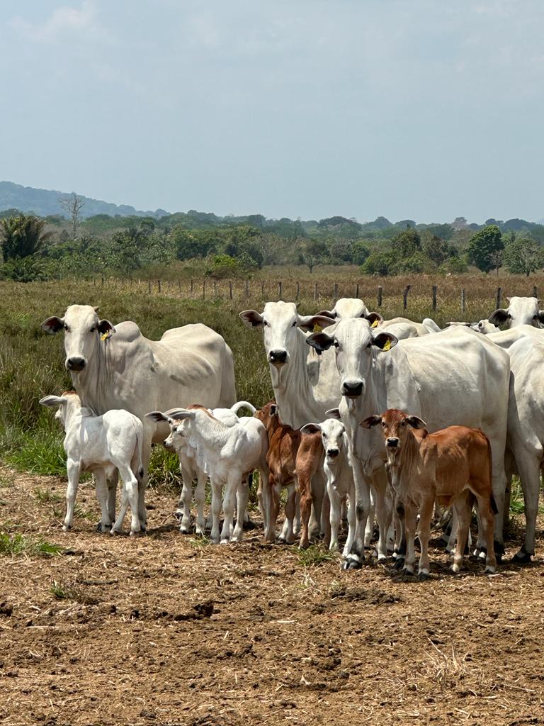 Mato Grosso tem queda histórica de matrizes e bezerros