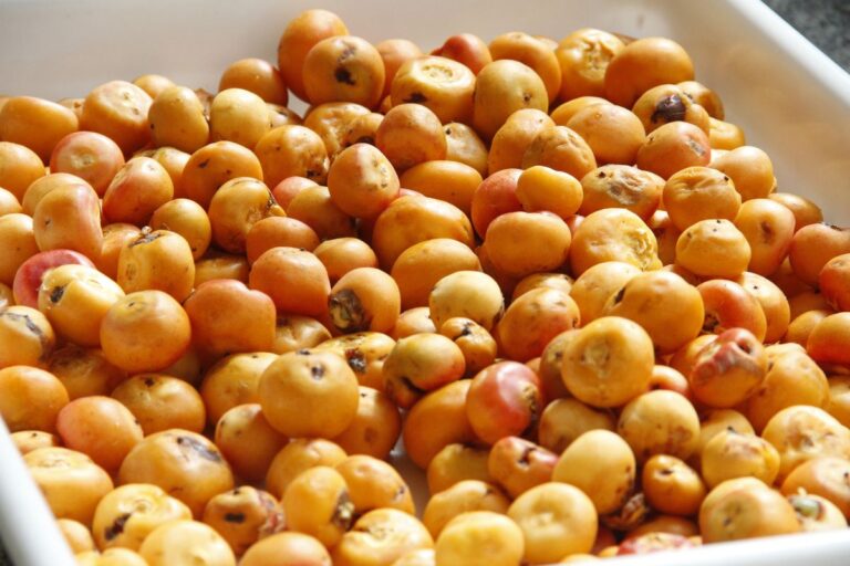 Butiá: conheça a fruta, os tipos, a origem e a forma de plantar e cuidar