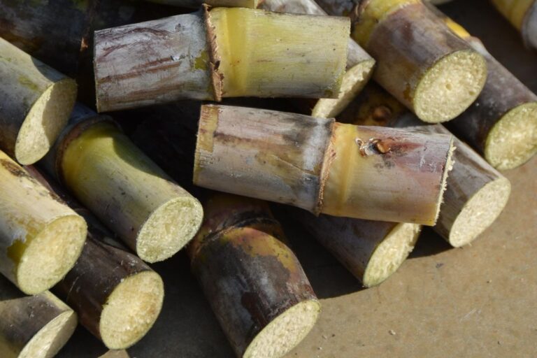 Cana-de-açúcar: conheça a terceira maior cultura do país e fonte de energia limpa
