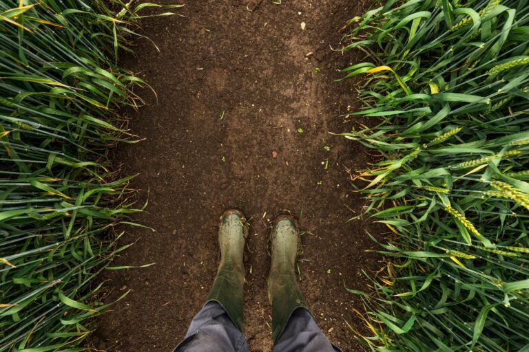 Conab: condições climáticas causaram impacto no cultivo de 2ª safra e de inverno