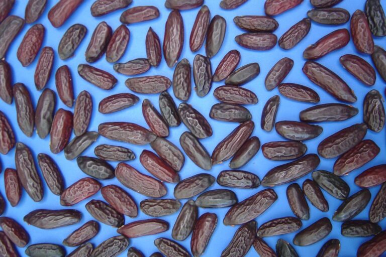 Cumaru: o que é, usos e como plantar a baunilha brasileira