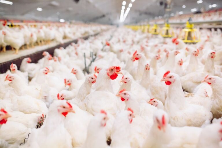 Farelo de soja sobe enquanto preços de frango se mantêm estáveis