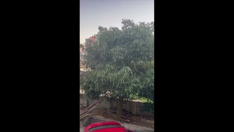  Achachairu: leitora do Agro Estadão conta o que faz com a fruta que planta em casa