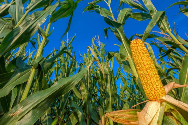 MT colhe 37,57% da área com milho de inverno 2023/24, diz Imea