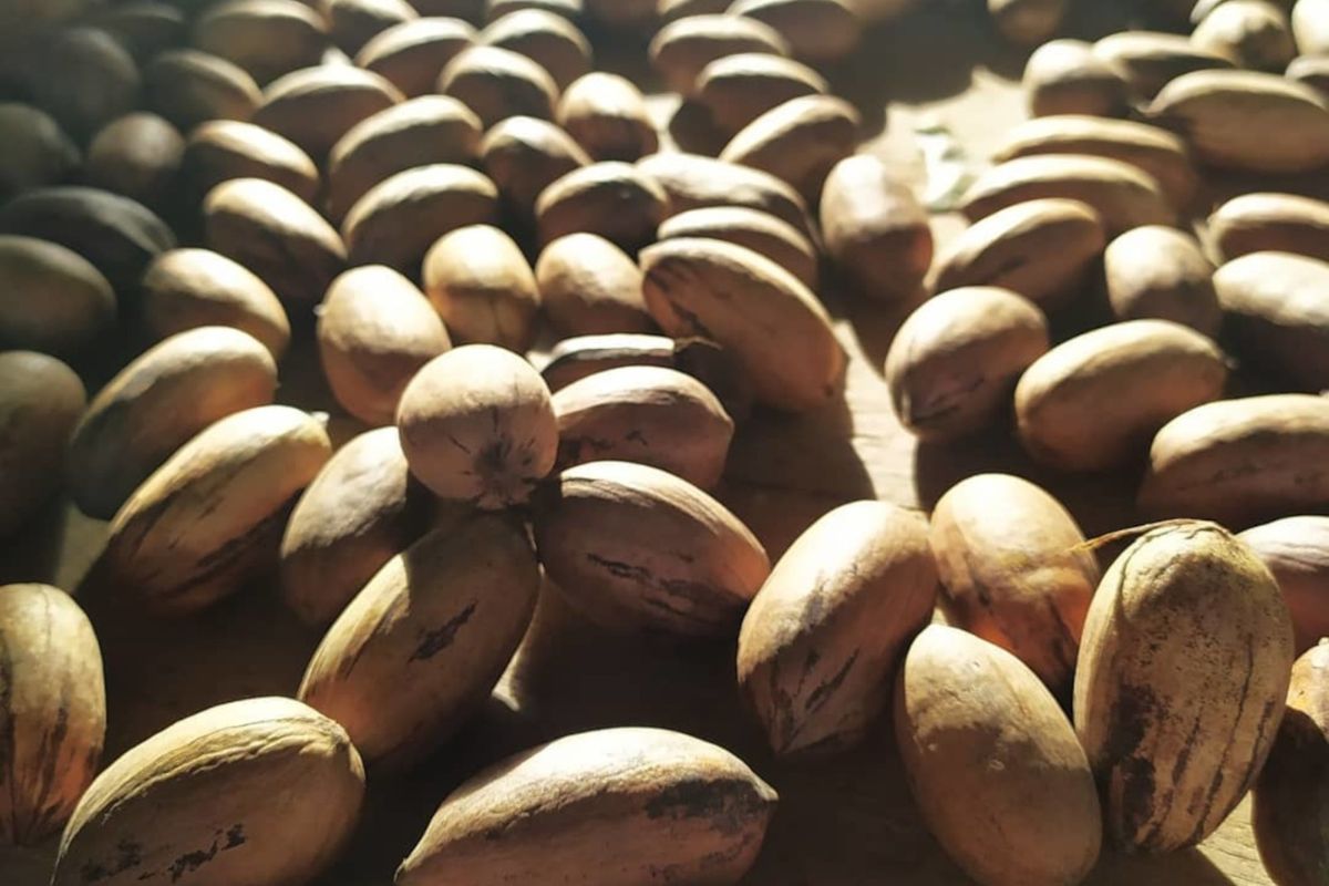 Foto: IBPecan/Divulgação